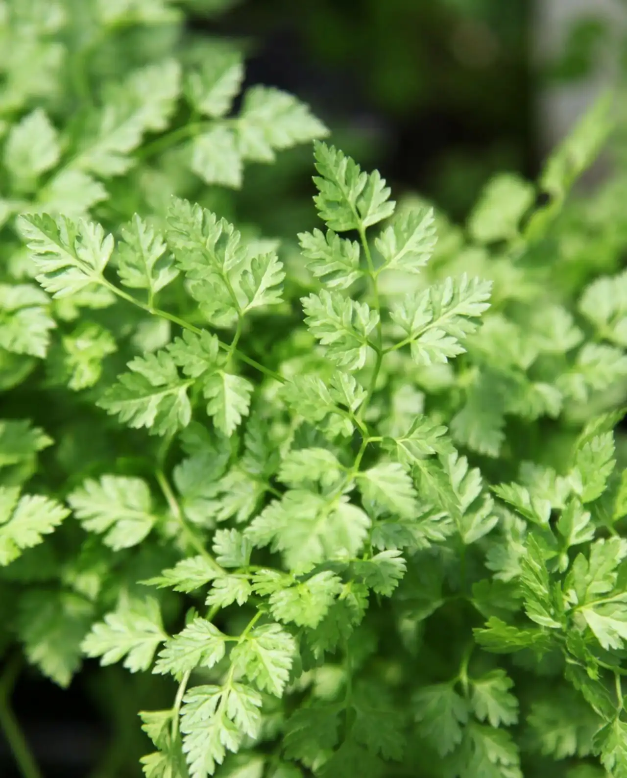 เชอร์วิล French Chervil