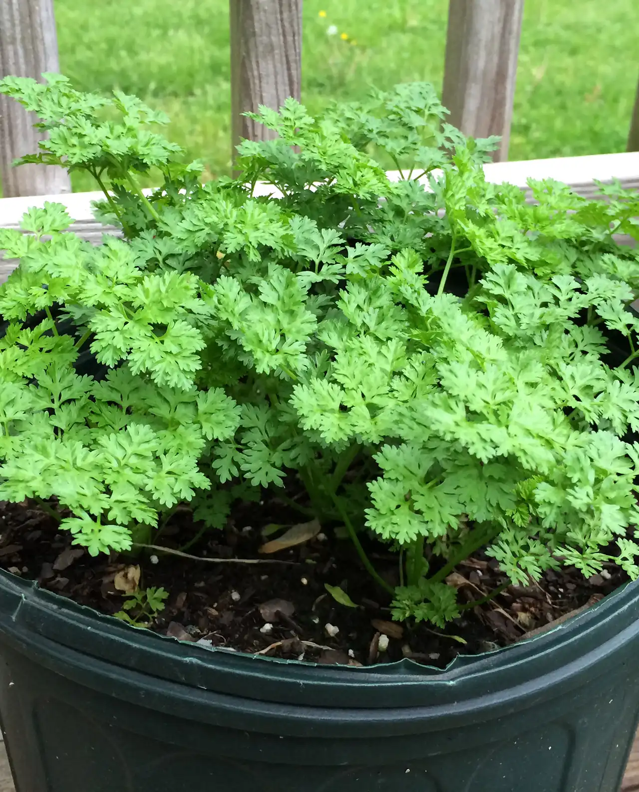 เชอร์วิล French Chervil