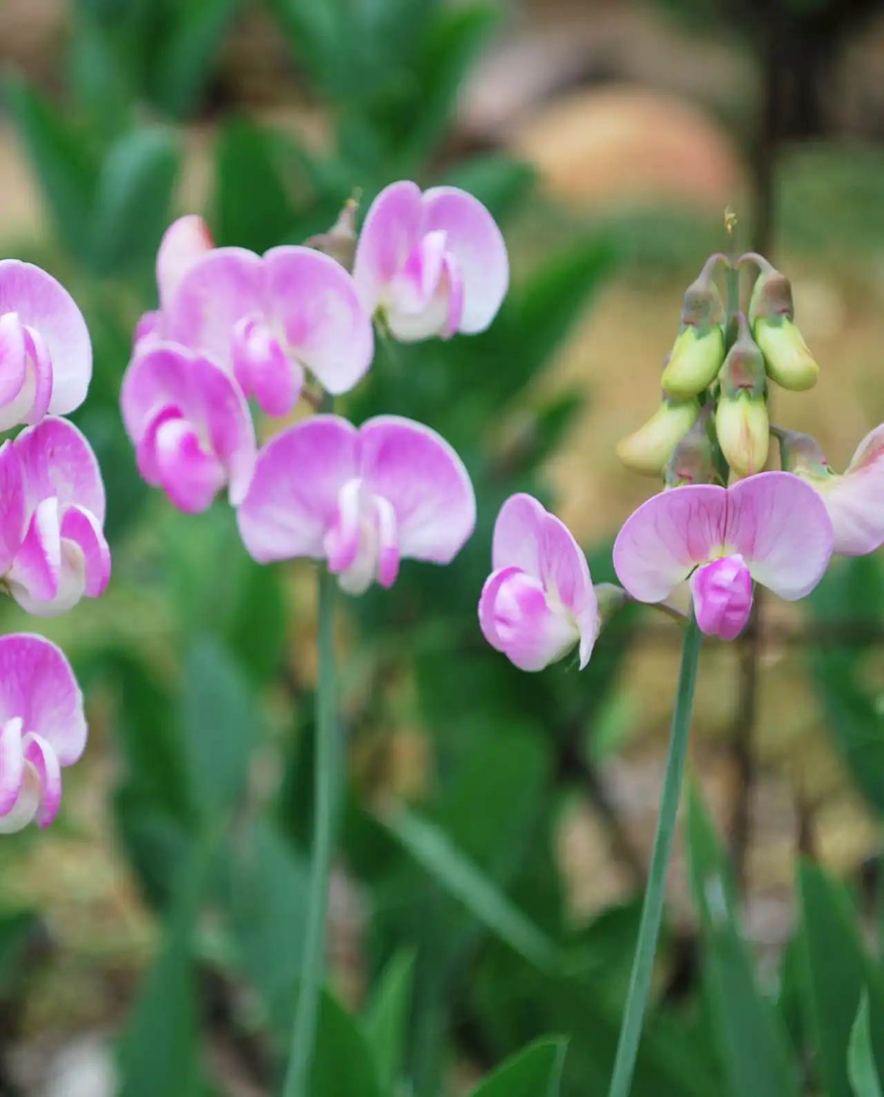 สวีทพี Garden Orchids Sweet Peas