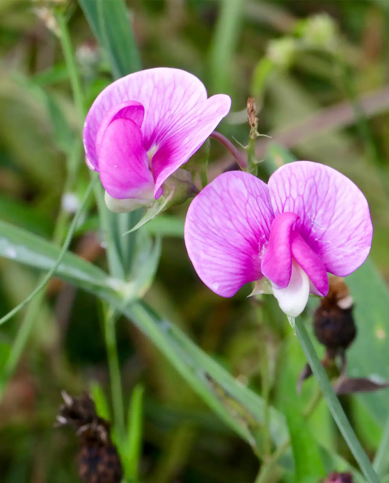 สวีทพี Garden Orchids Sweet Peas