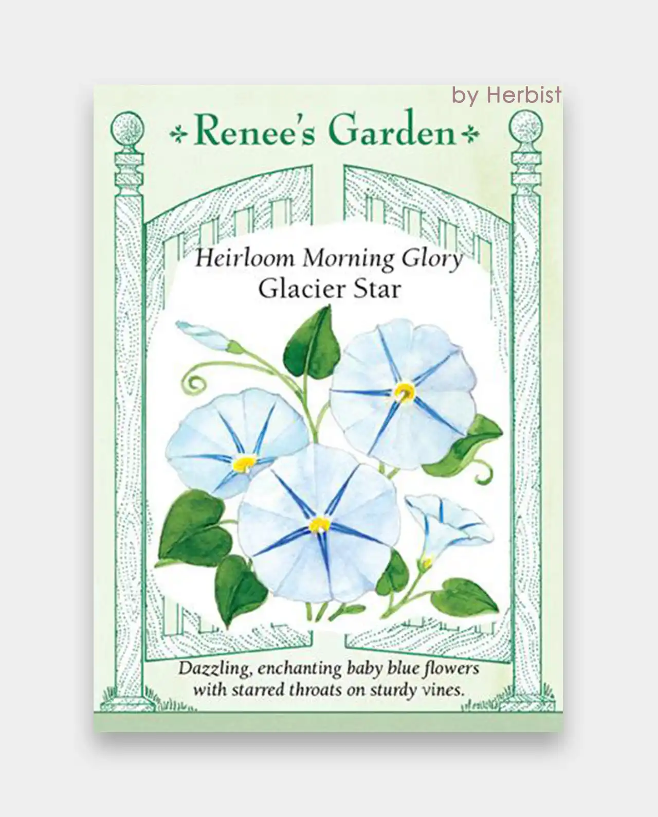 มอร์นิ่งกลอรี่ Morning Glory Glacier Star