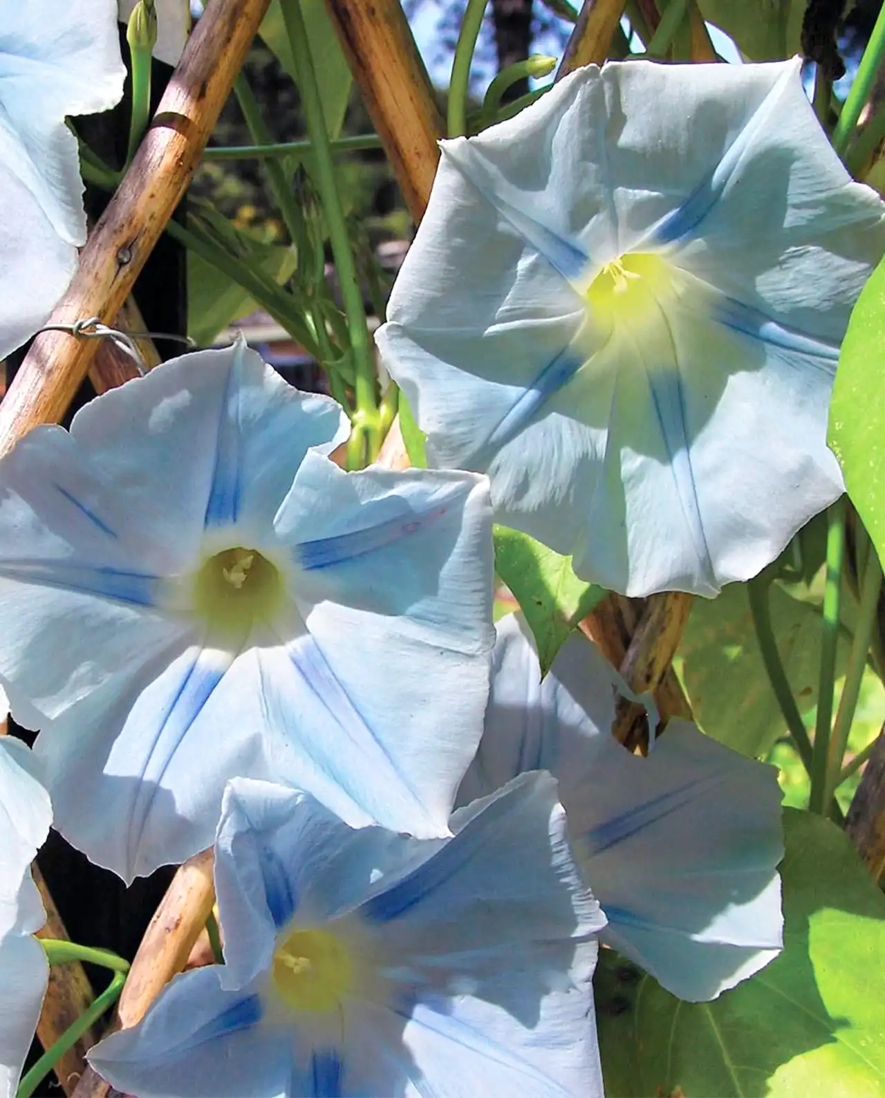 มอร์นิ่งกลอรี่ Morning Glory Glacier Star