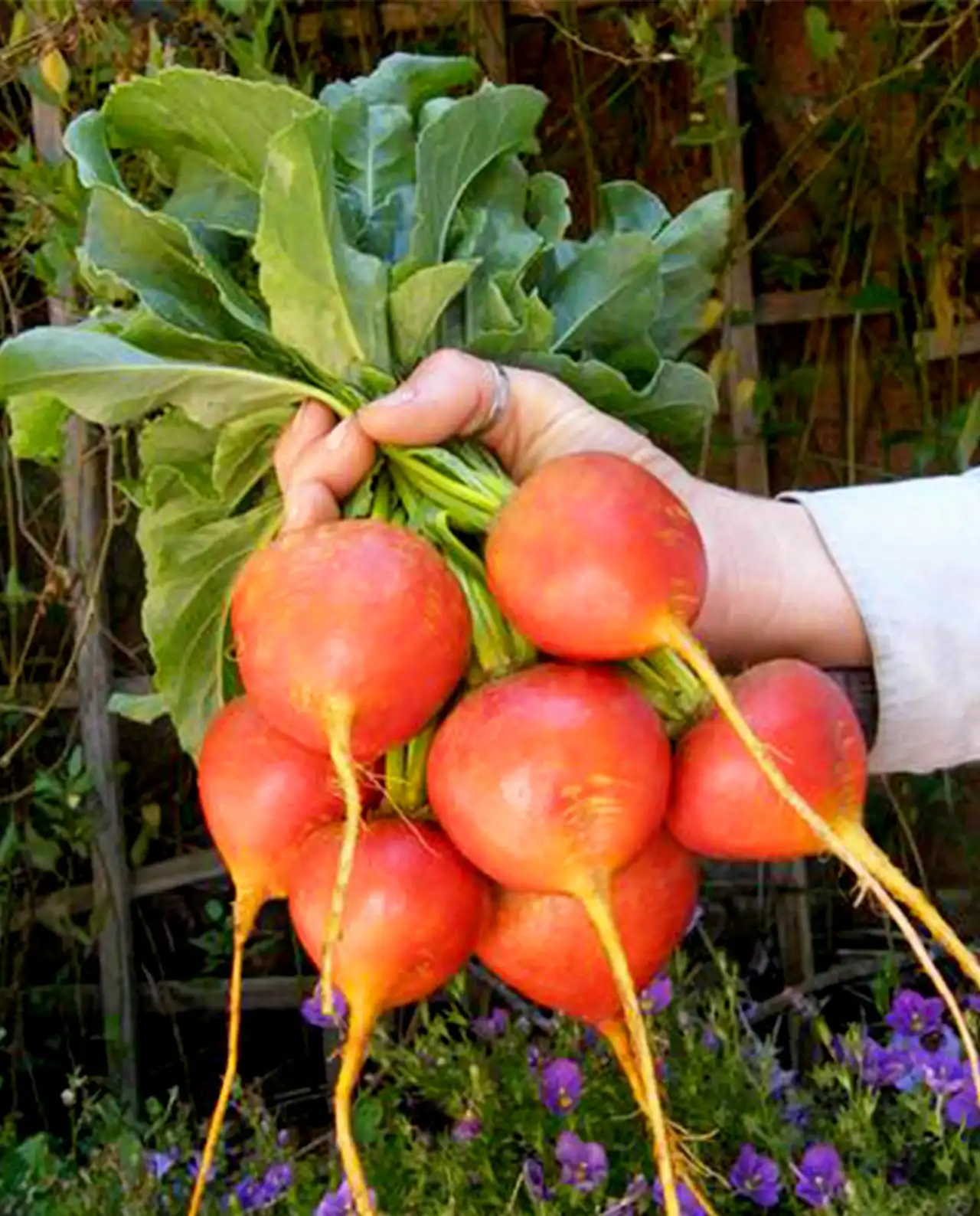 บีท Golden Gourmet Beets