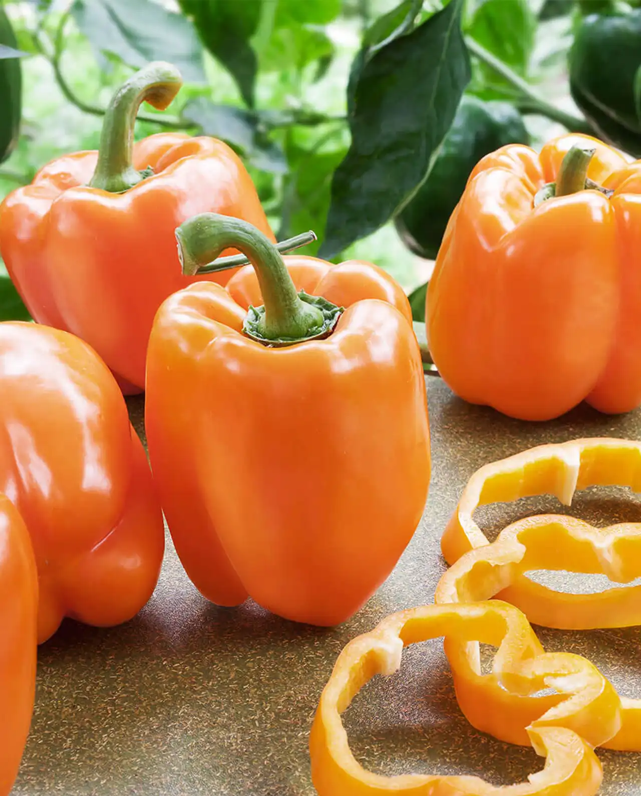 พริกหวาน Orange Sweet Bell Peppers