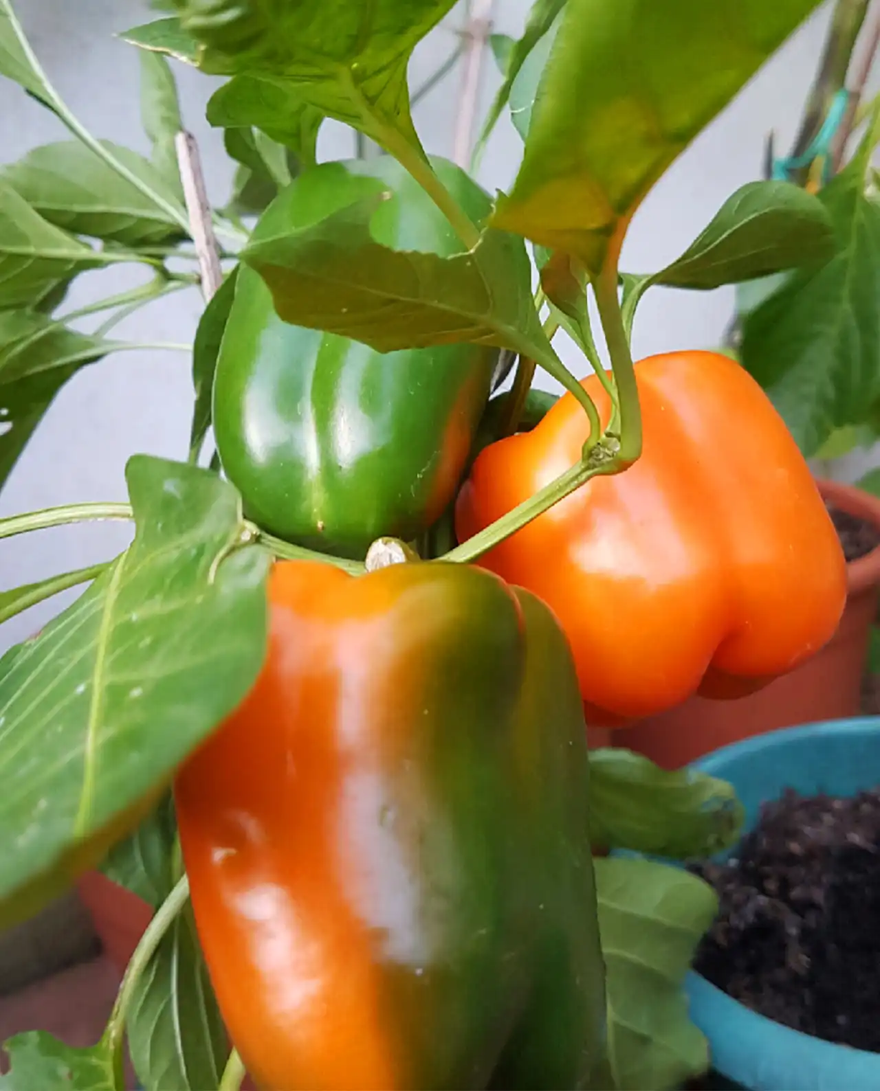 พริกหวาน Orange Sweet Bell Peppers