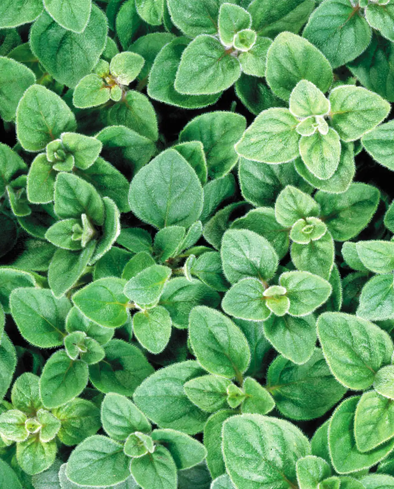 ออริกาโน่ True Greek Oregano