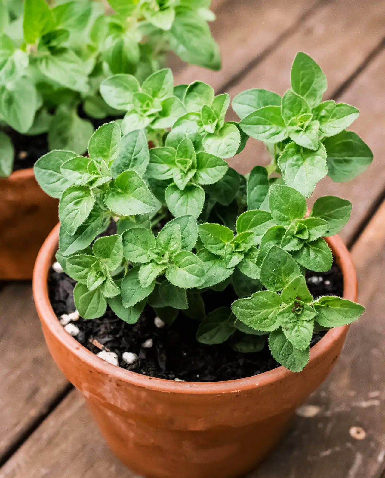 ออริกาโน่ True Greek Oregano
