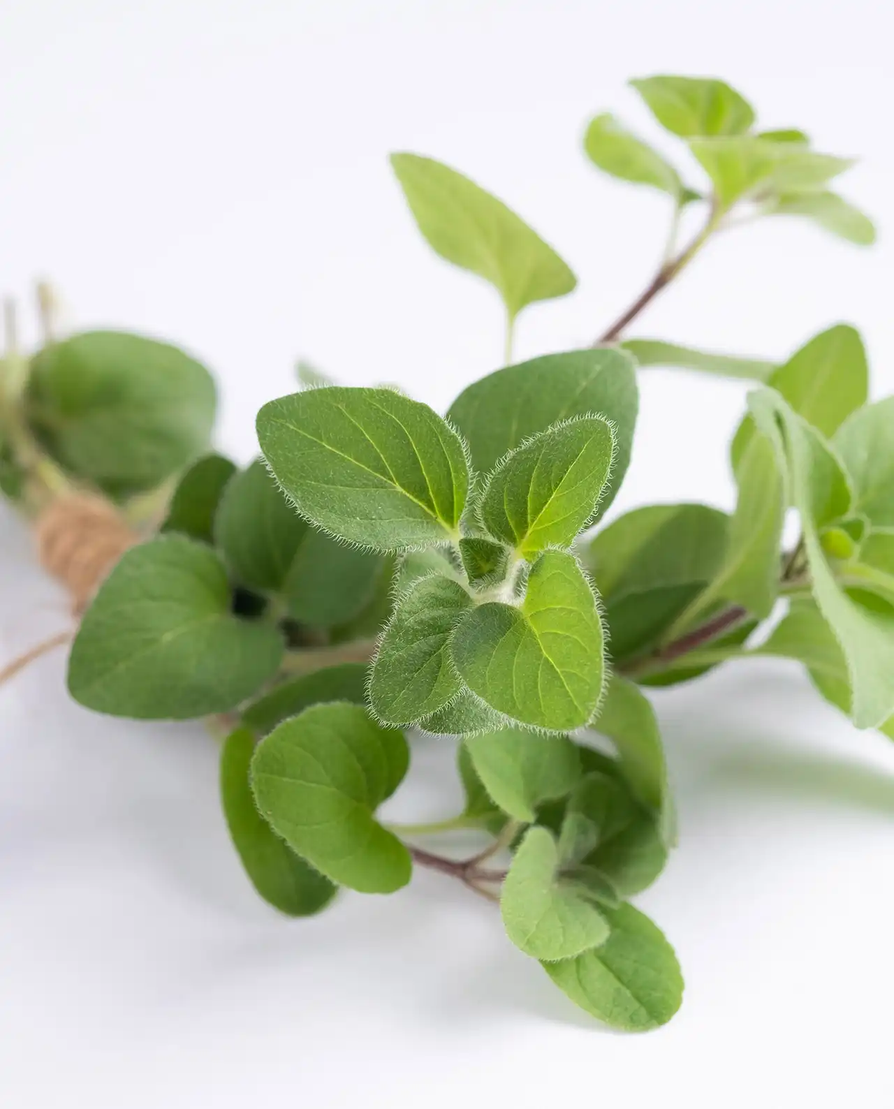 กรีก ออริกาโน Greek Oregano