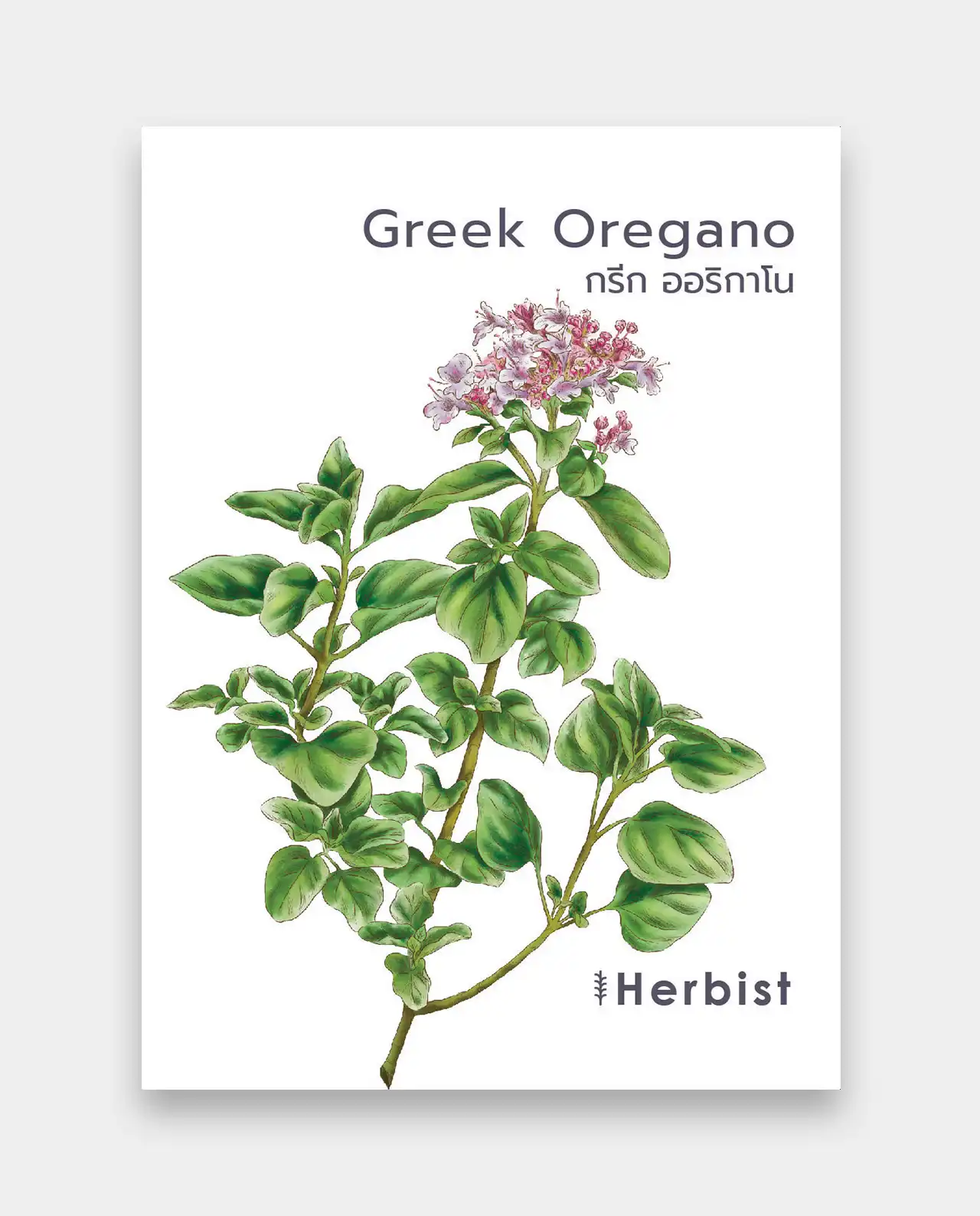 กรีก ออริกาโน Greek Oregano