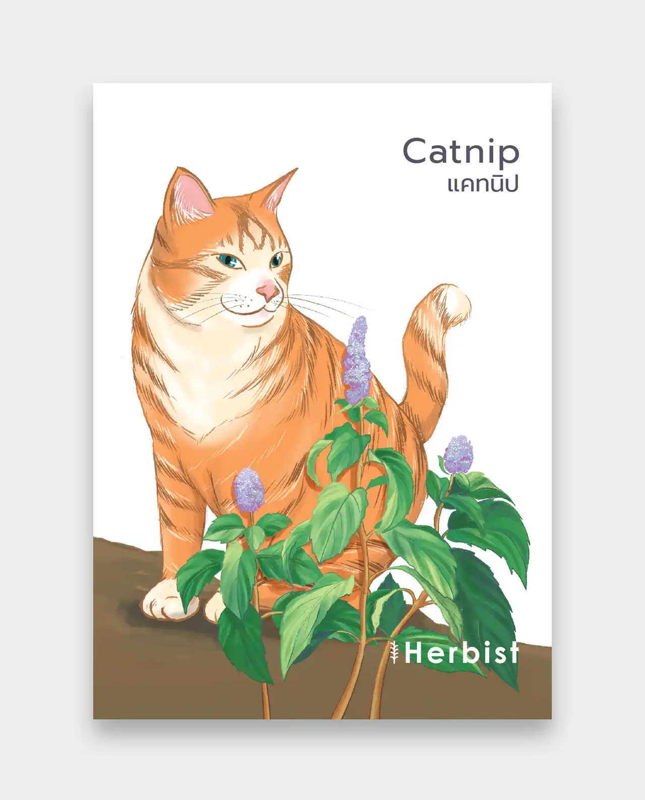 แคทนิป Catnip