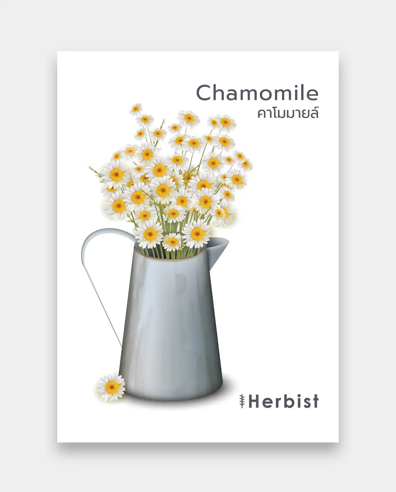 คาโมมายล์ Chamomile