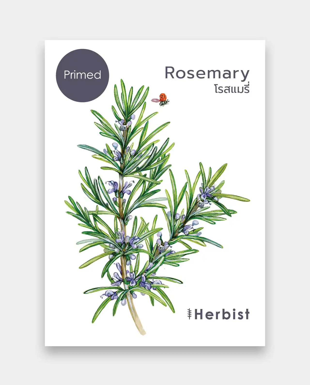 ไพร์ม โรสแมรี่ Primed Rosemary 30 เมล็ด
