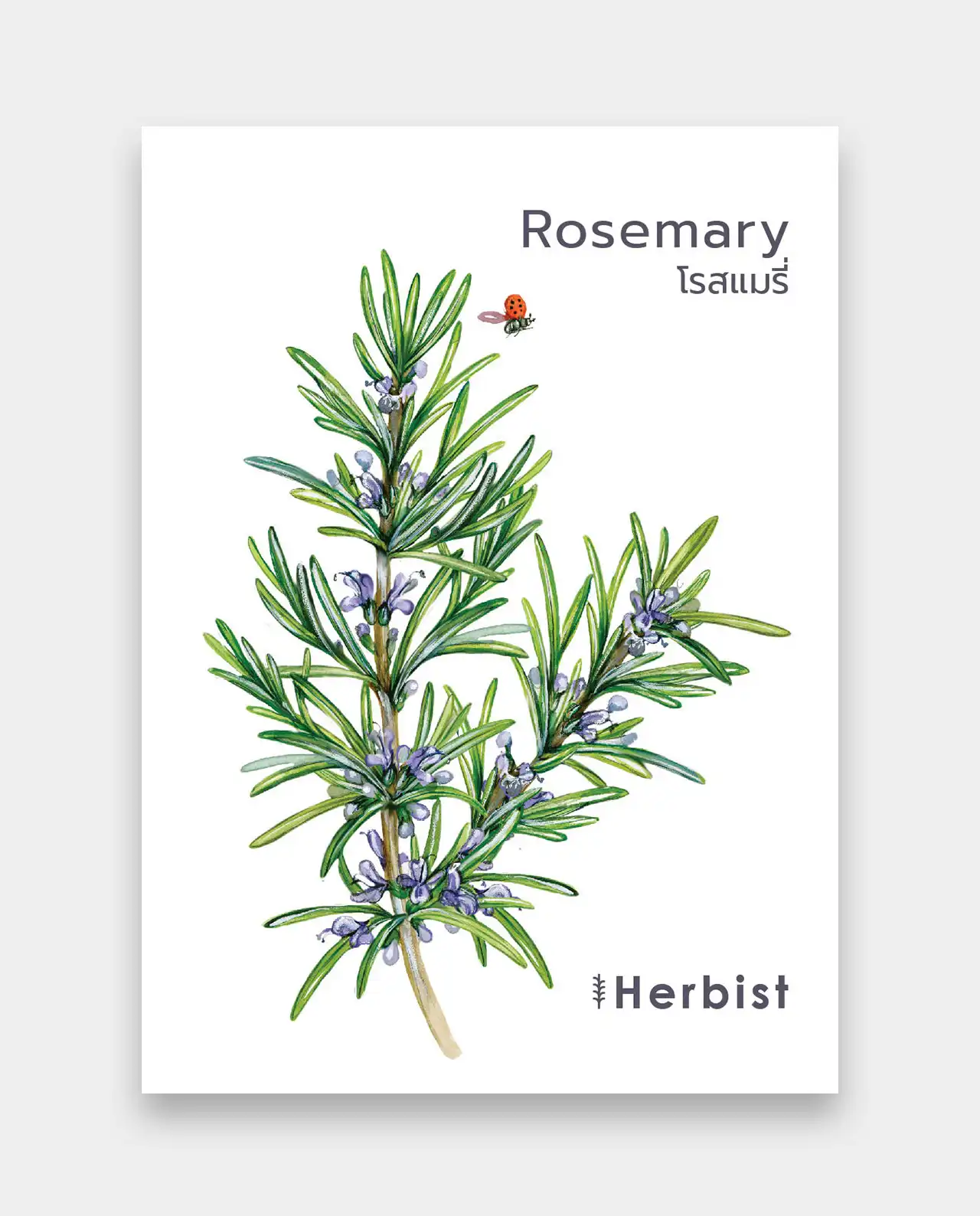 โรสแมรี่ Rosemary 40 เมล็ด