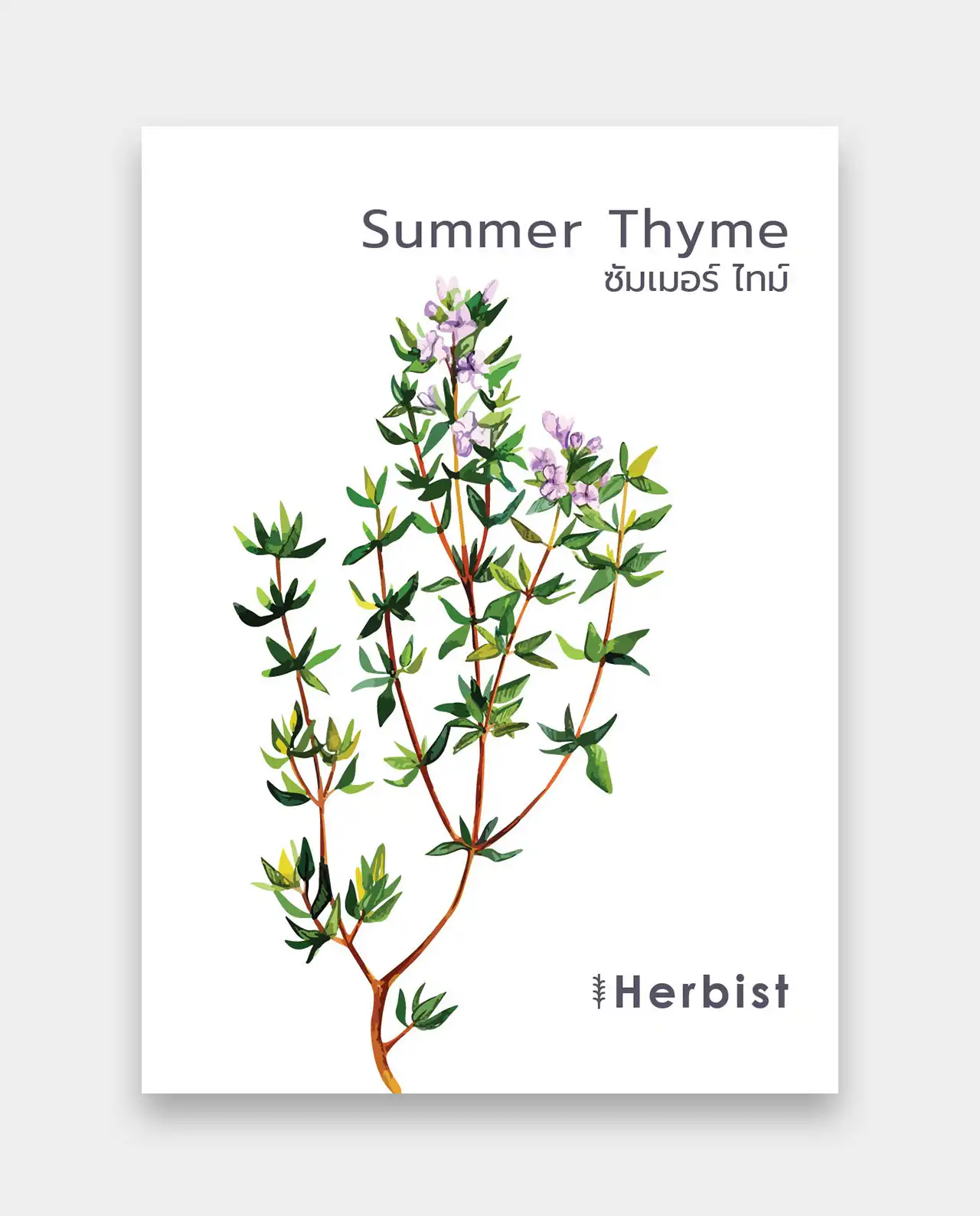 ซัมเมอร์ ไทม์ Summer Thyme