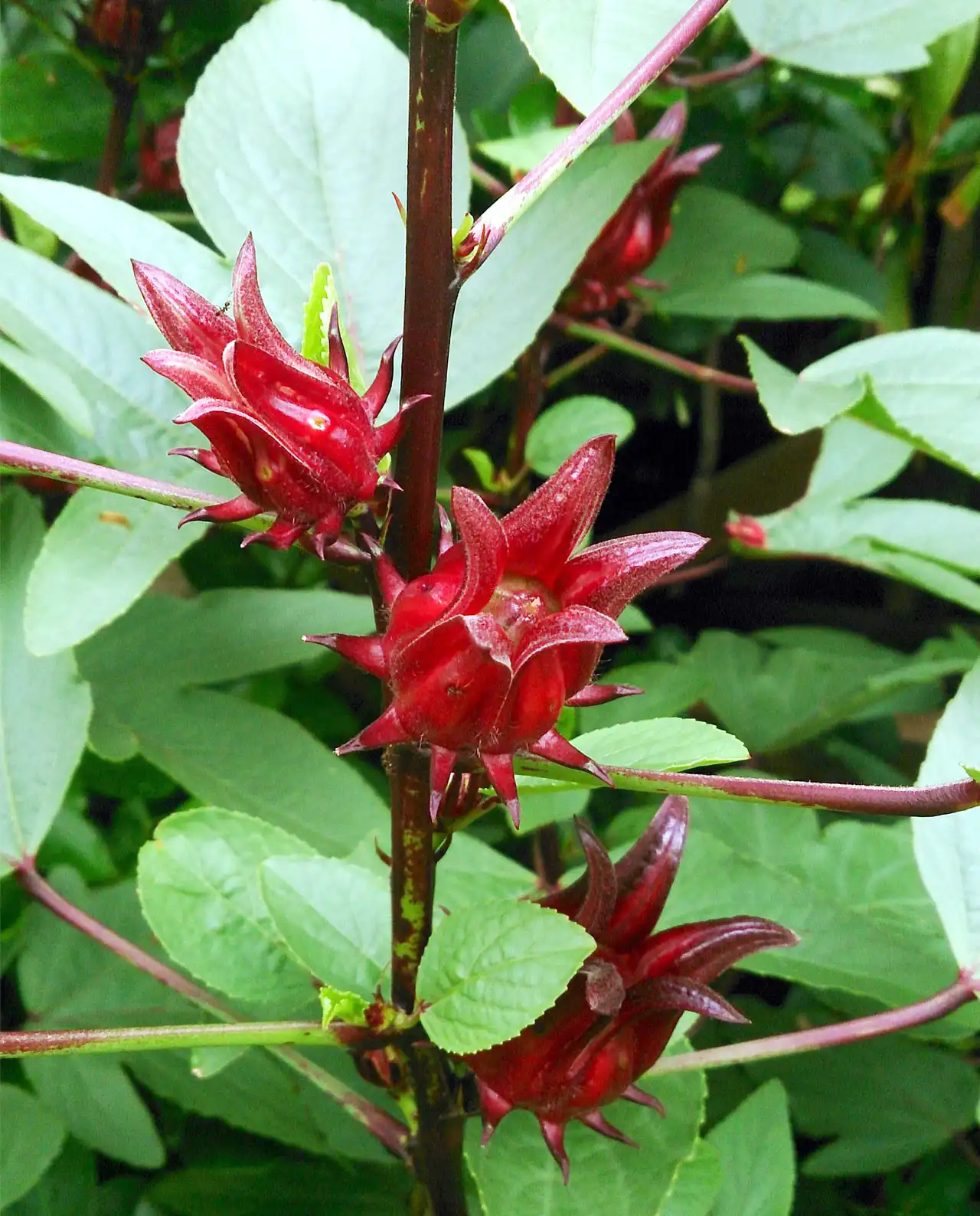 ฮิบิคัส Zinger Hibiscus