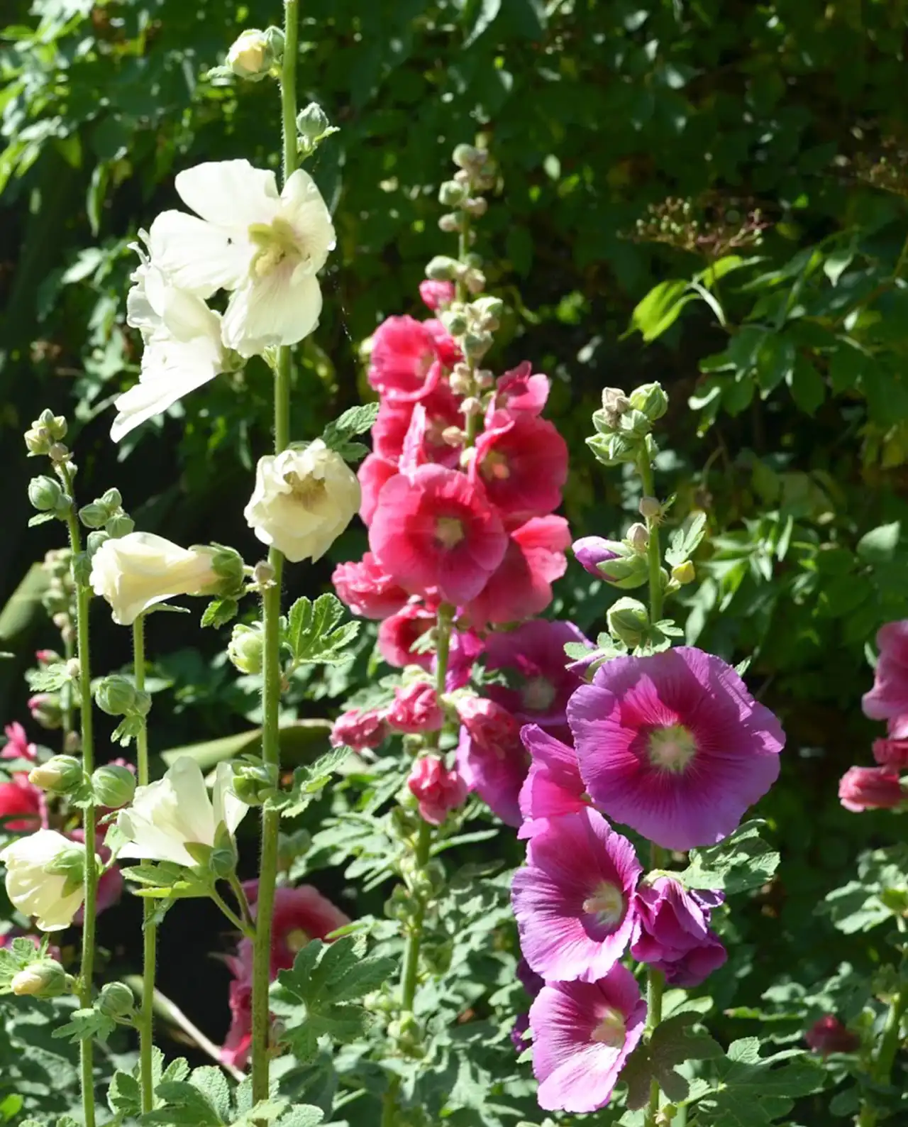 ฮอลลี่ฮ็อค Old Fashioned Hollyhocks