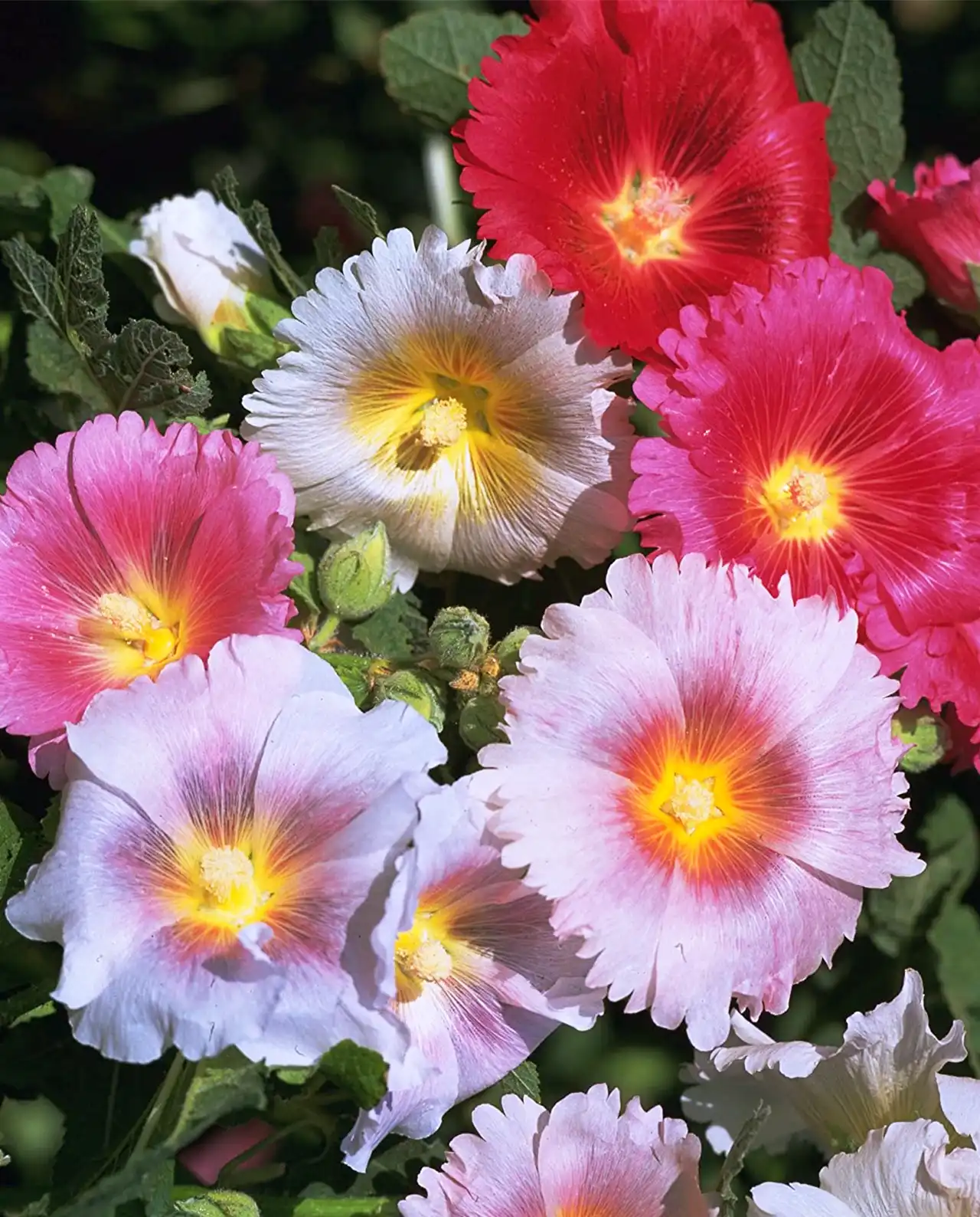 ฮอลลี่ฮ็อค Old Fashioned Hollyhocks