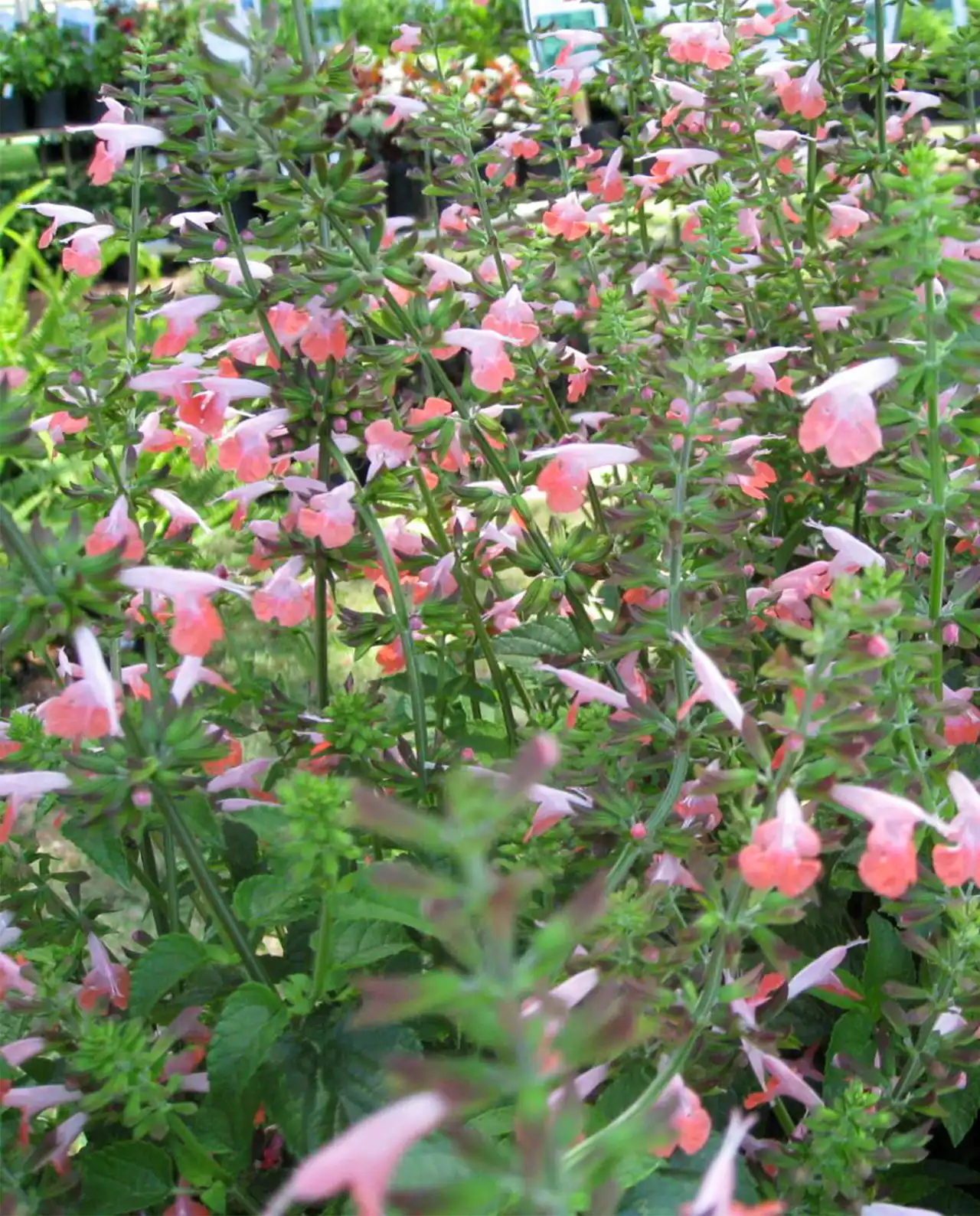 ซัลเวีย Hummingbird Salvia Coral Nymph