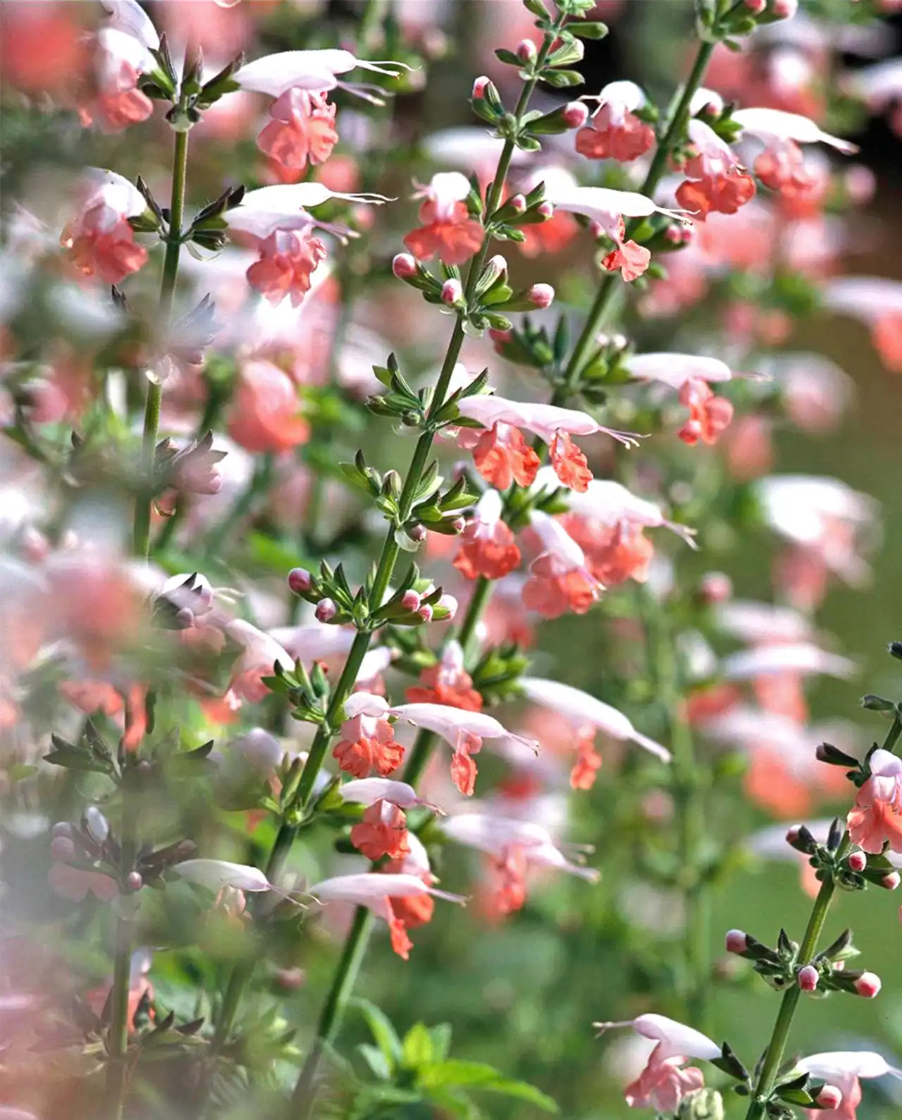 ซัลเวีย Hummingbird Salvia Coral Nymph
