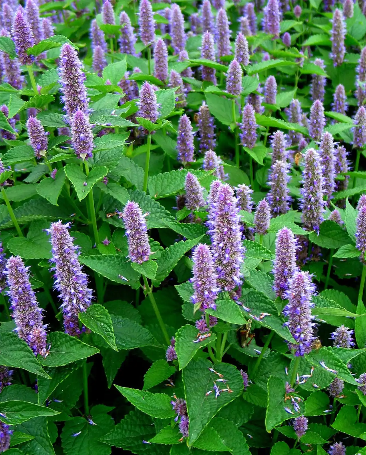 ฮิสซอฟ Root Beer Hyssop