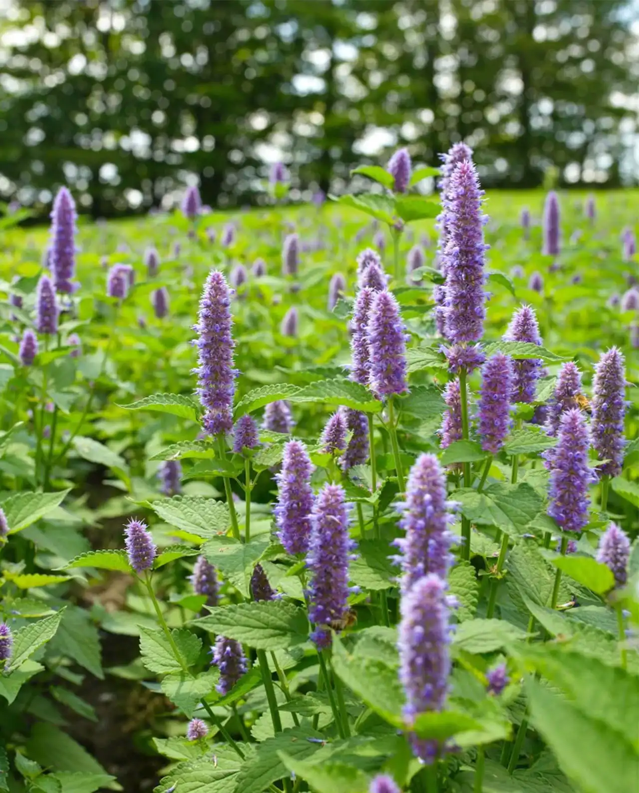 ฮิสซอฟ Root Beer Hyssop