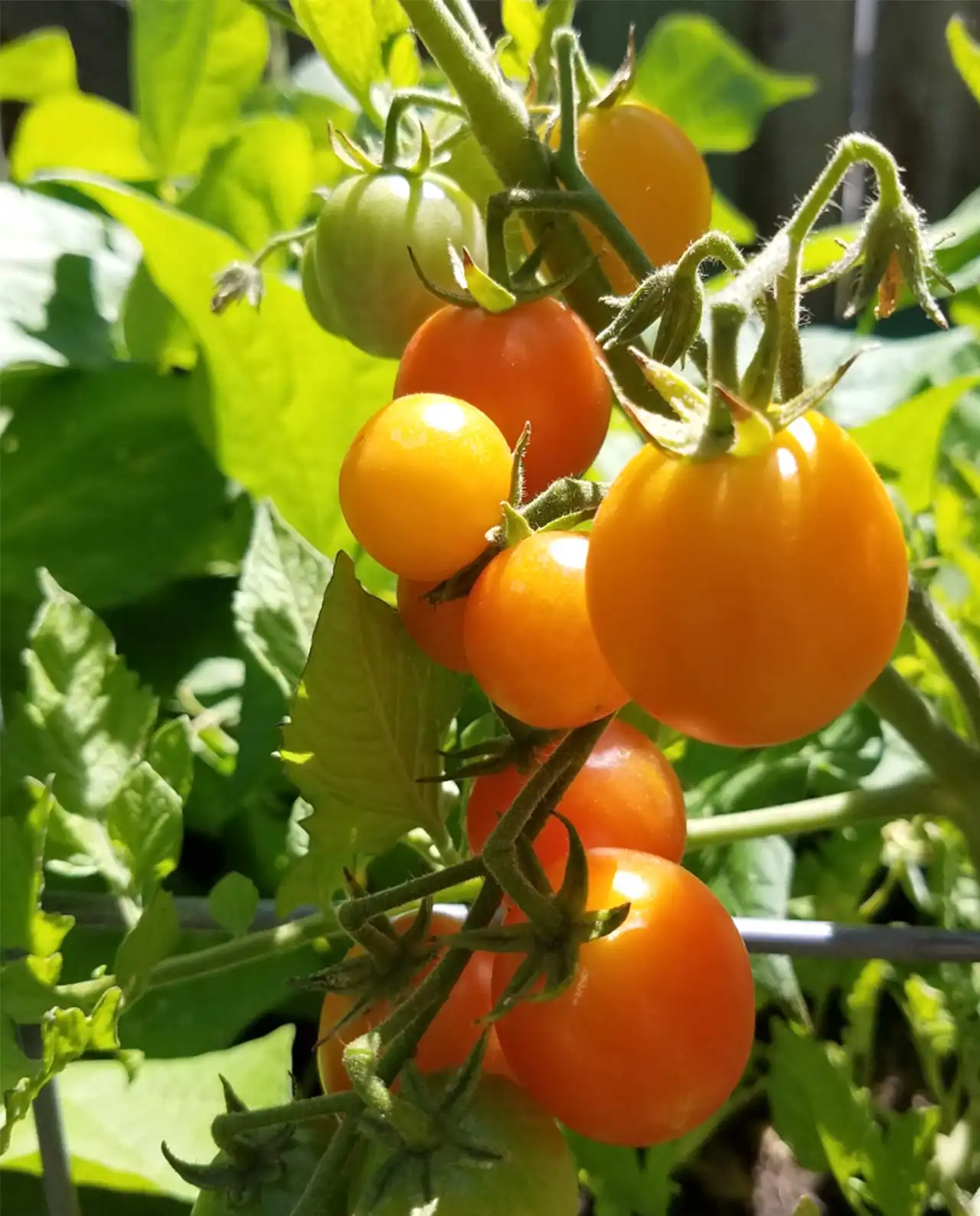 มะเขือเทศเชอรี่ Isis Candy Tomatoes