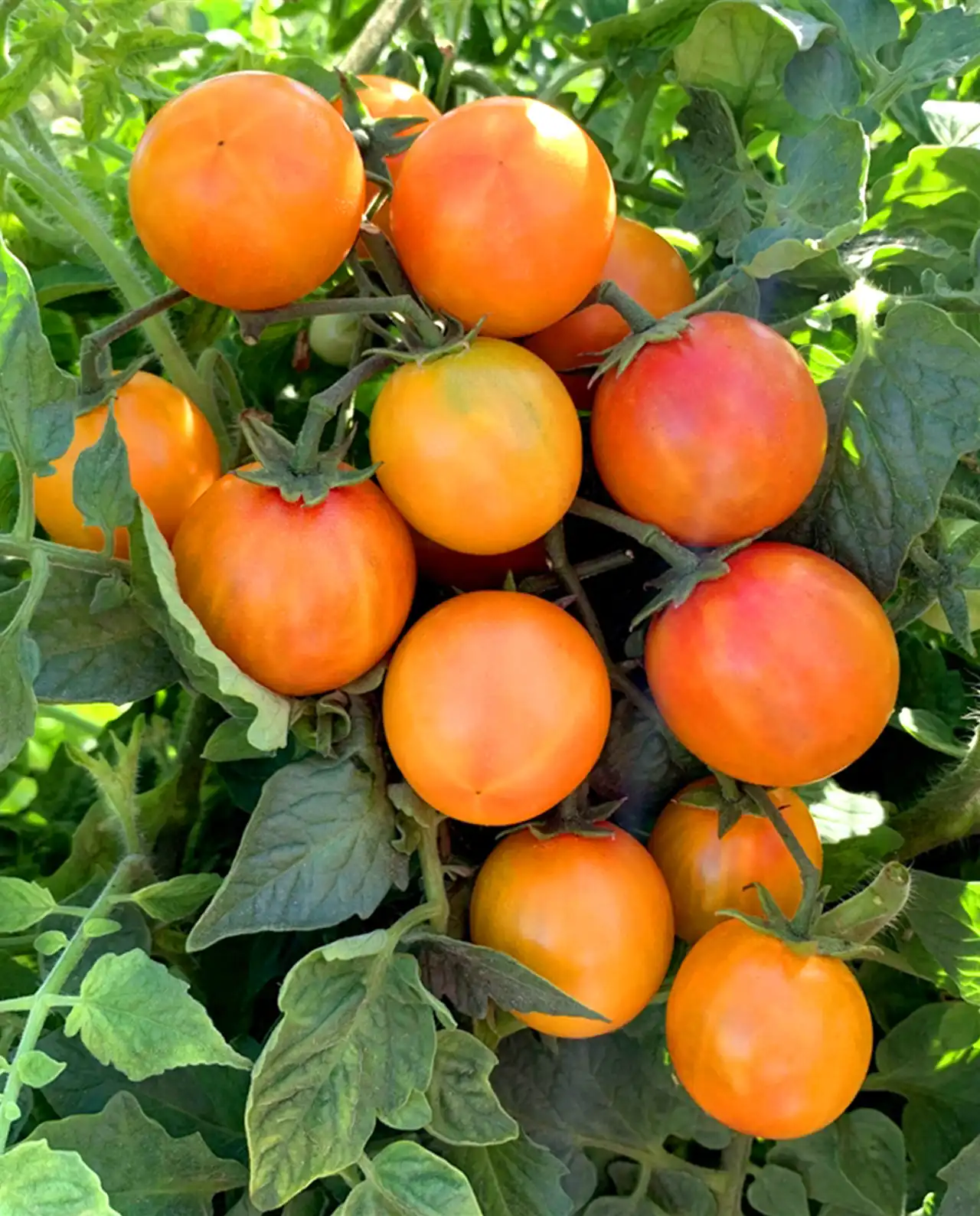 มะเขือเทศเชอรี่ Isis Candy Tomatoes