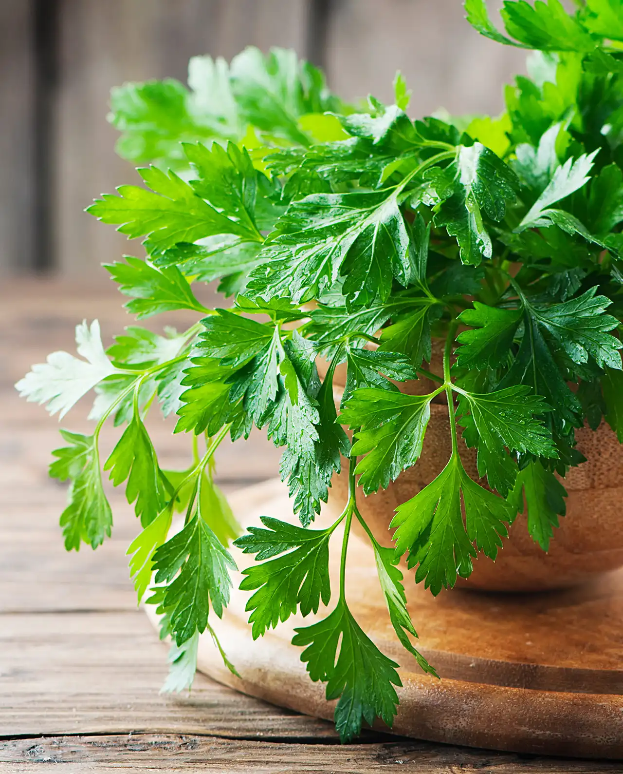พาร์สลีย์ Italian Gigante Parsley