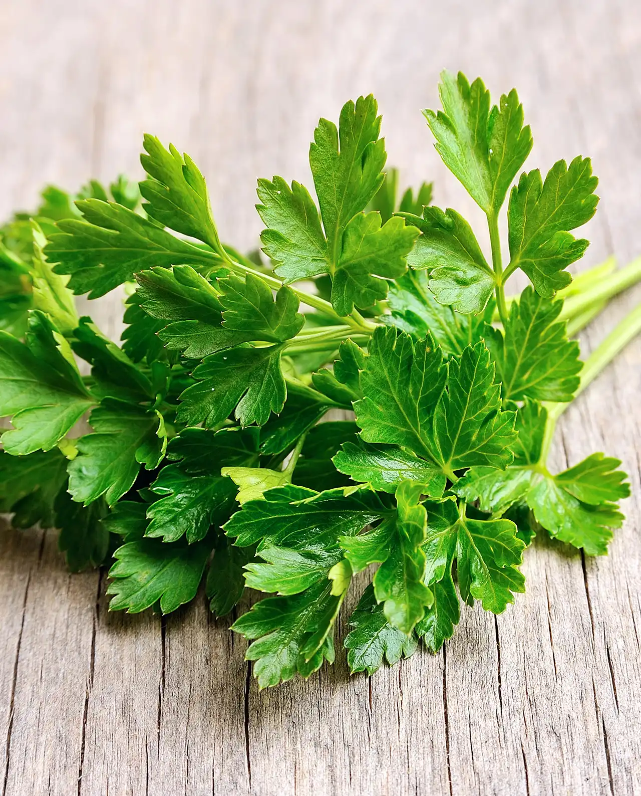 พาร์สลีย์ Italian Gigante Parsley