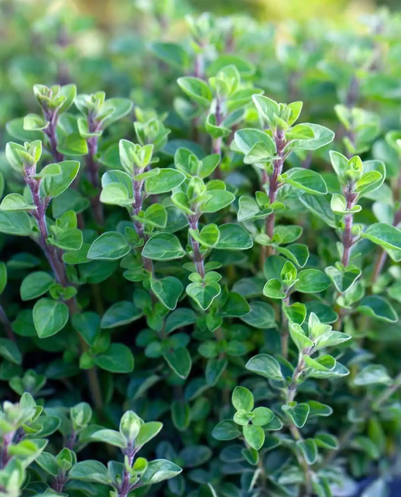 ออริกาโน่ Italian Oregano