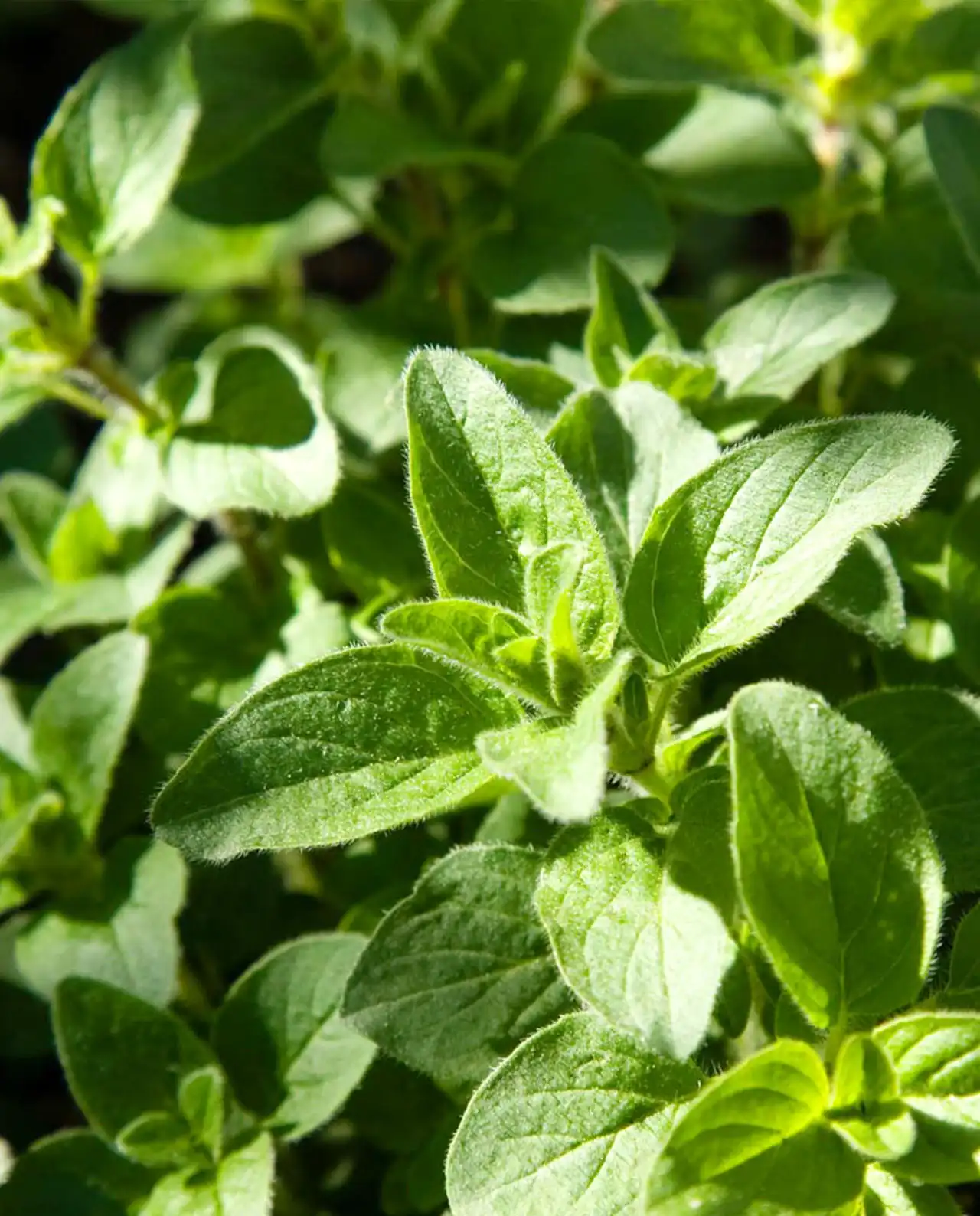 ออริกาโน่ Italian Oregano