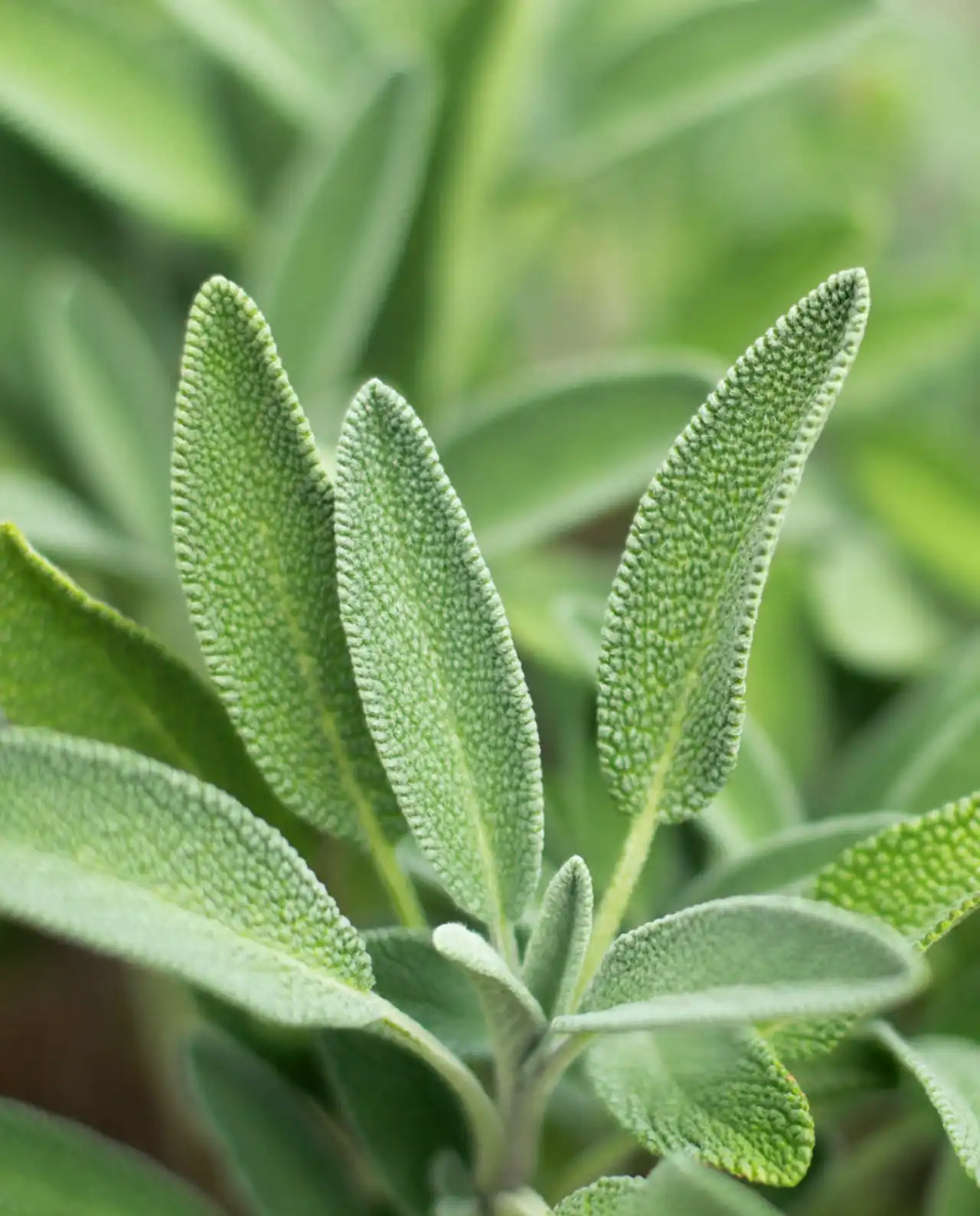 เสจ Italian Aromatic Sage