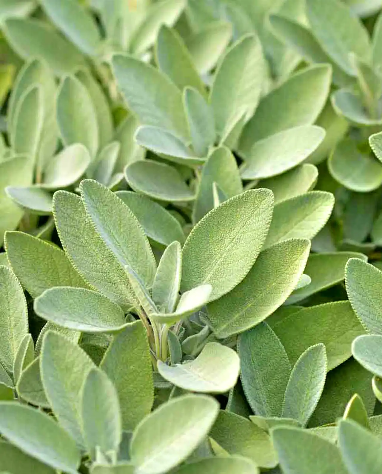 เสจ Italian Aromatic Sage
