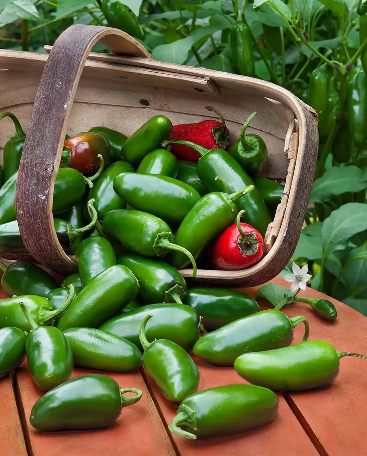 พริกฮาลาเปญโญ ออร์แกนิค Classic Jalapeno