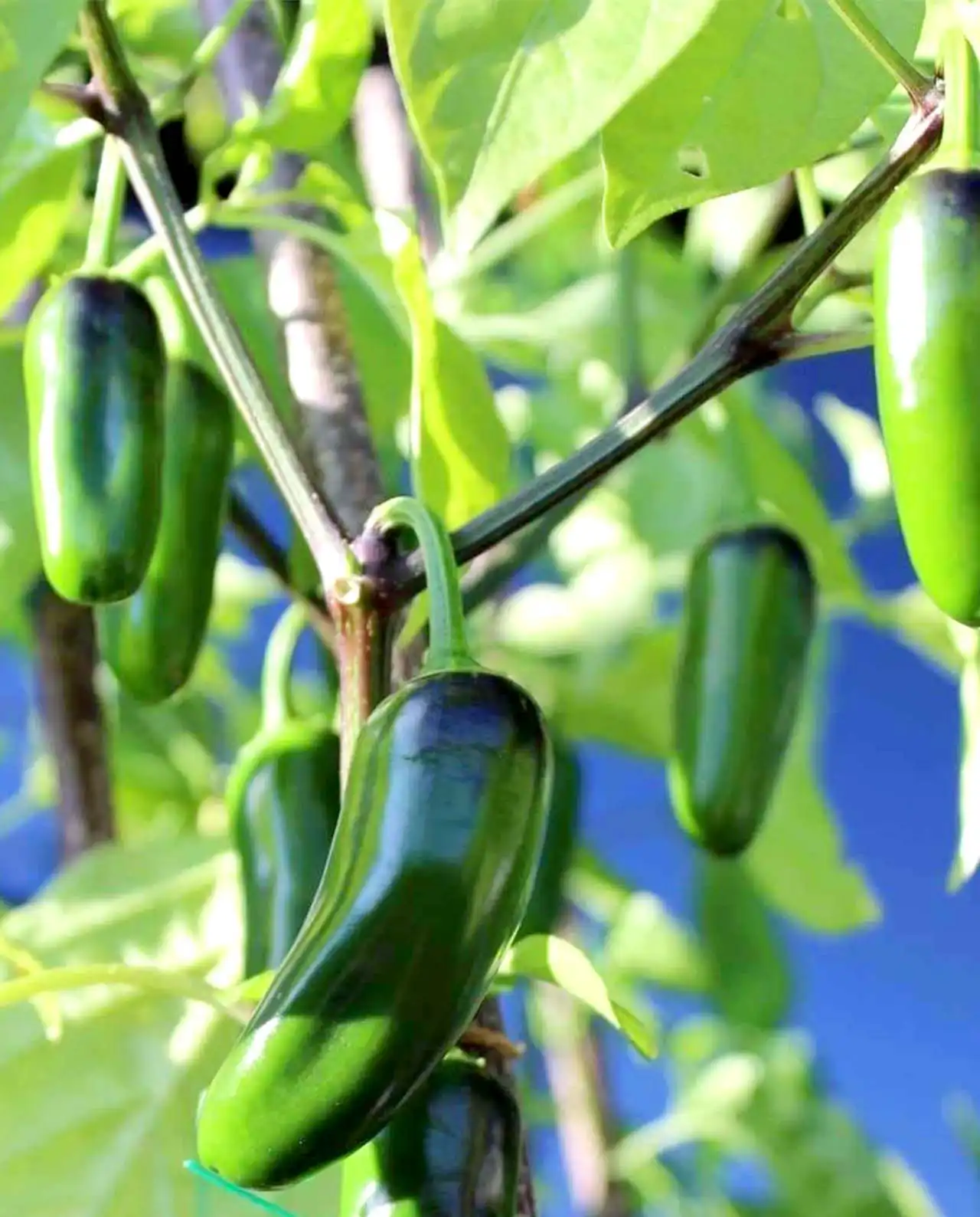 พริกฮาลาเปญโญ ออร์แกนิค Classic Jalapeno