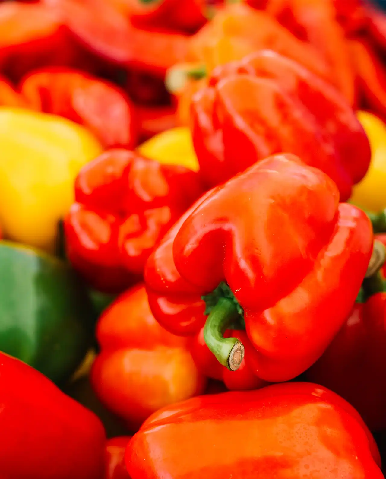พริกหวาน Jewel-Toned Bell Peppers