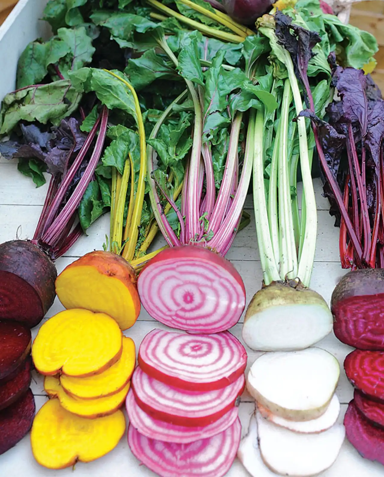 บีท Beets Red, Gold & Candystripe