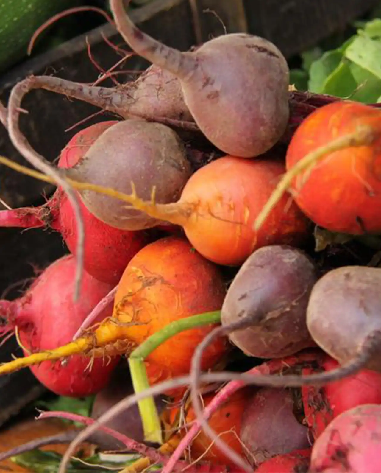 บีท Beets Red, Gold & Candystripe