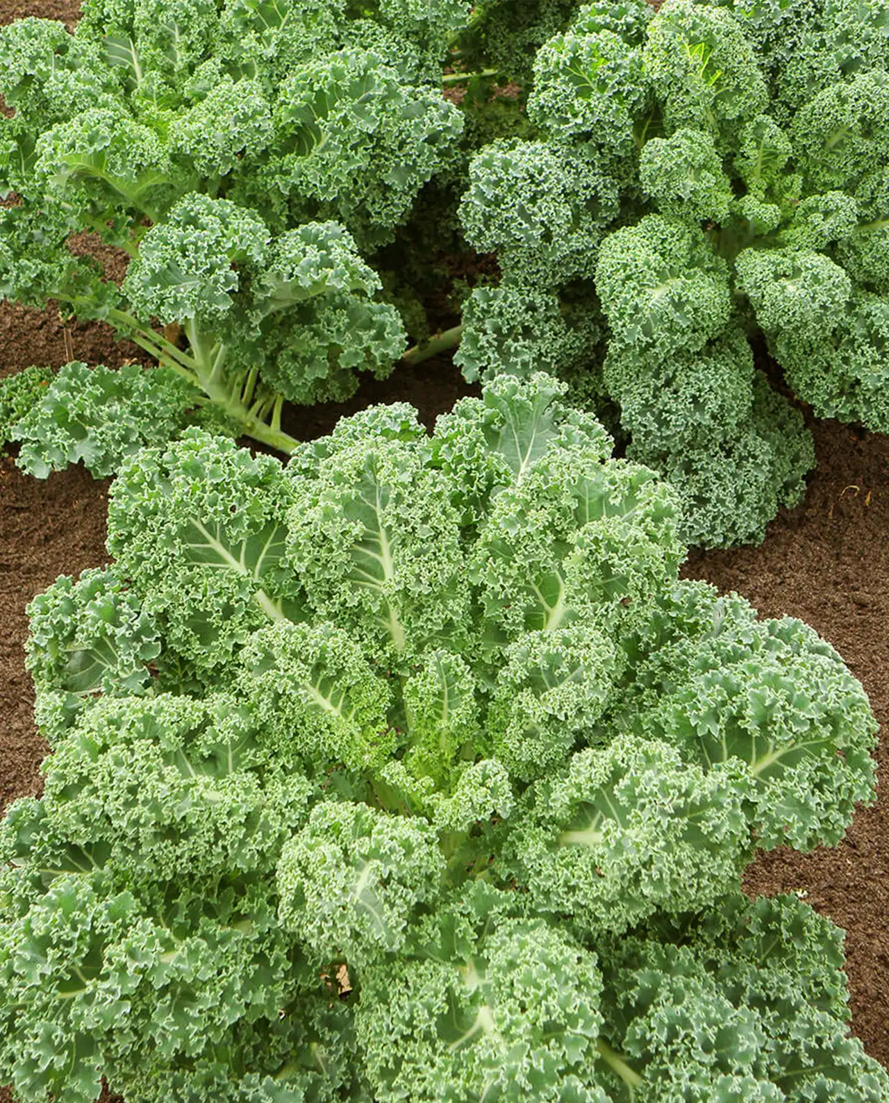เคลใบหยิก Green Curls Container Kale