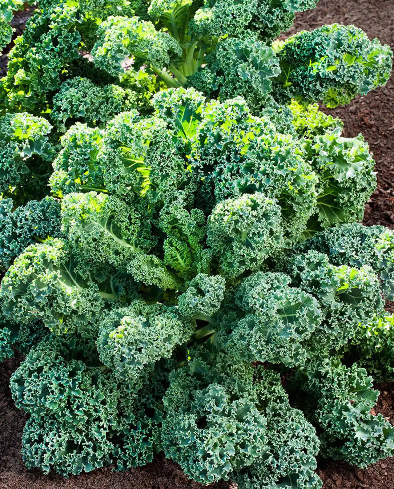 เคลใบหยิก Green Curls Container Kale