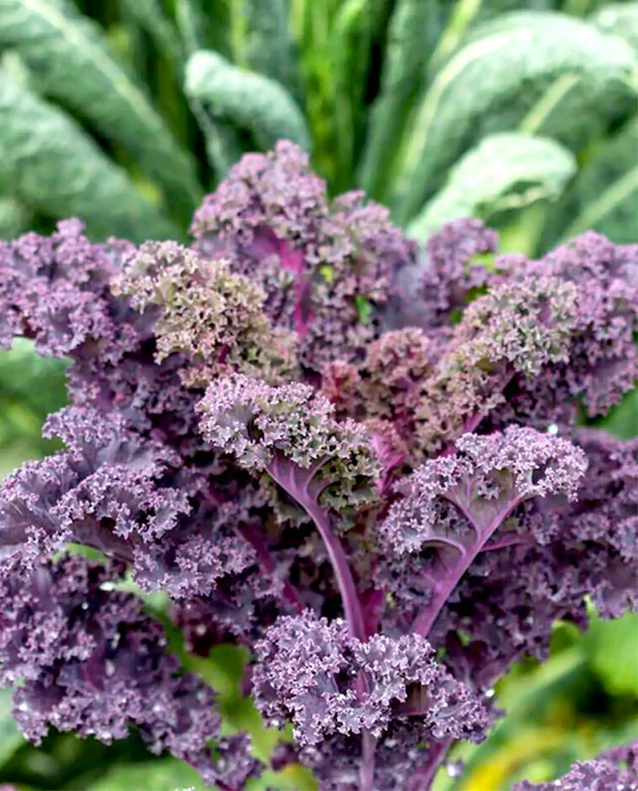 เคล ออร์แกนิค Gourmet Kale Purple Moon