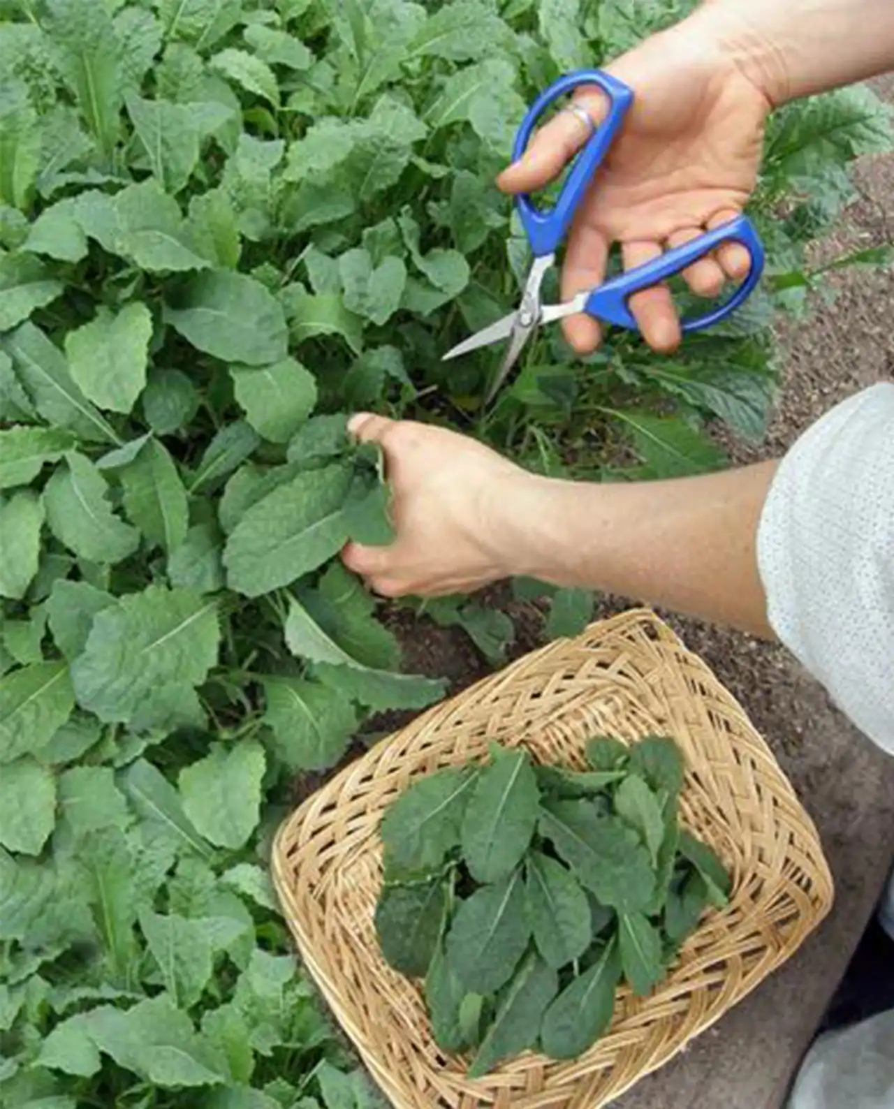 เคล Italian Kale Tuscan Baby Leaf