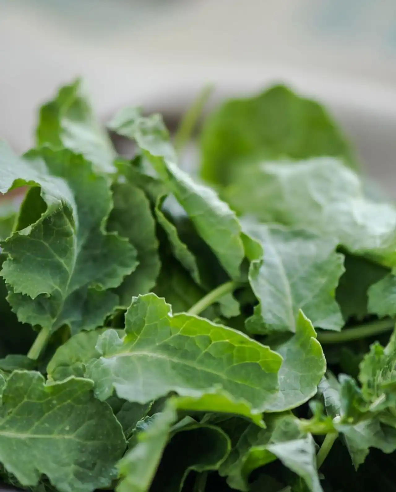เคล Italian Kale Tuscan Baby Leaf