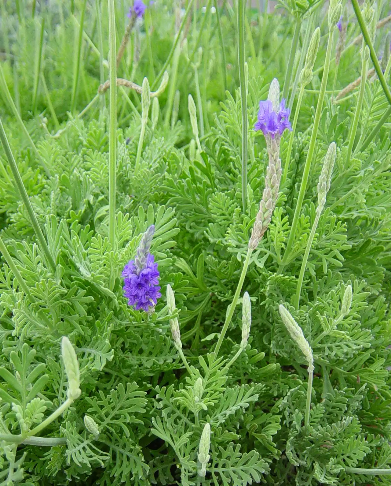ลาเวนเดอร์ Butterfly Fernleaf Lavender