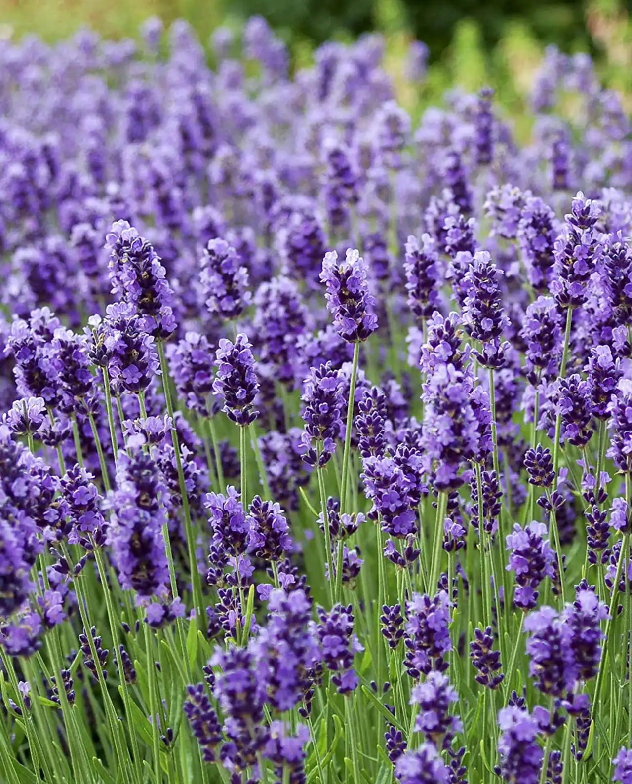 ลาเวนเดอร์ French Perfume Lavender