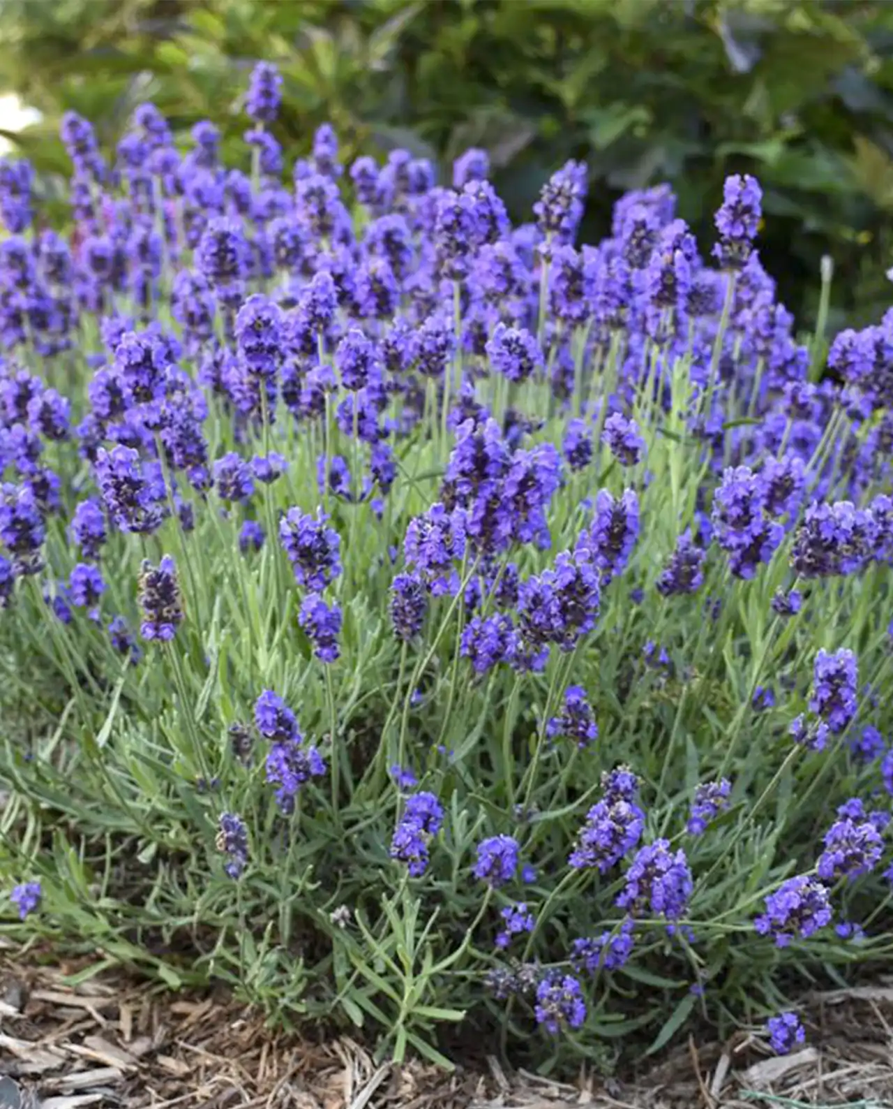 ลาเวนเดอร์ French Perfume Lavender