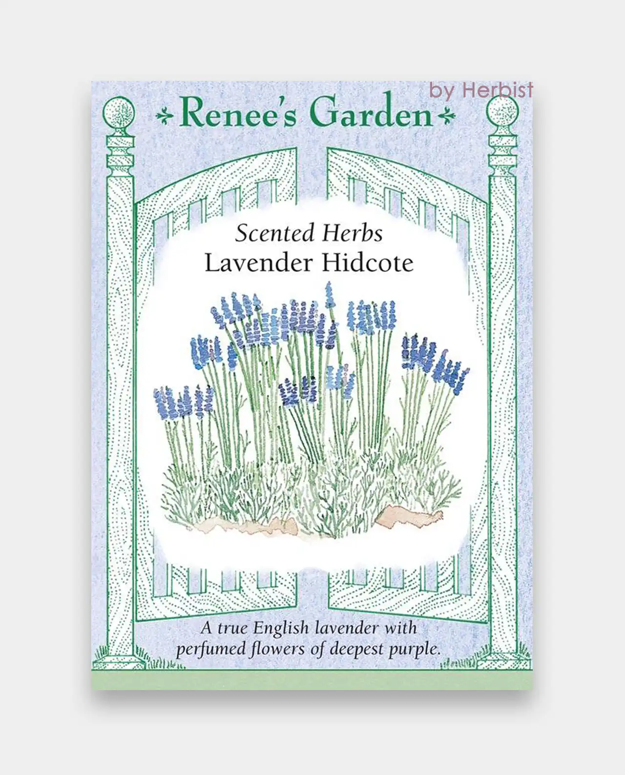 ลาเวนเดอร์ Lavender Hidcote