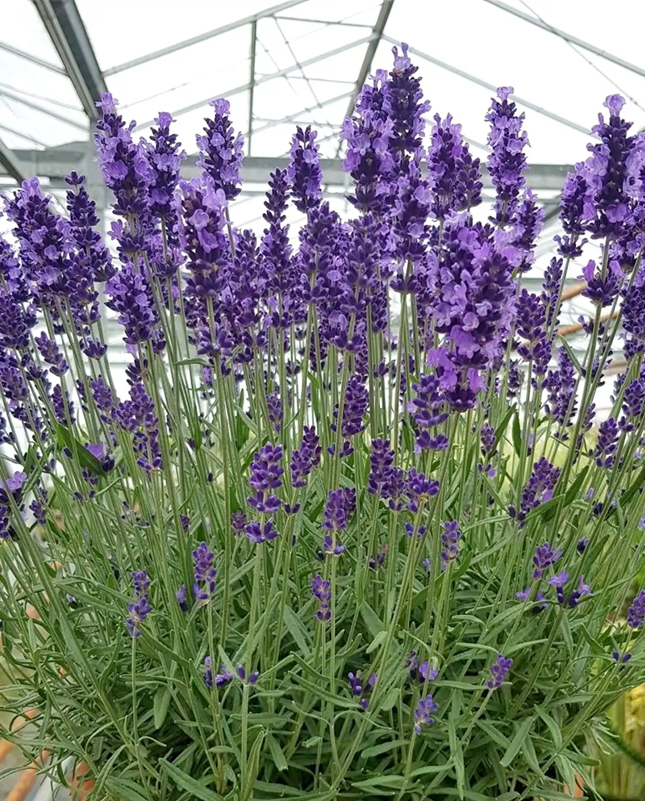 ลาเวนเดอร์ Lavender Hidcote