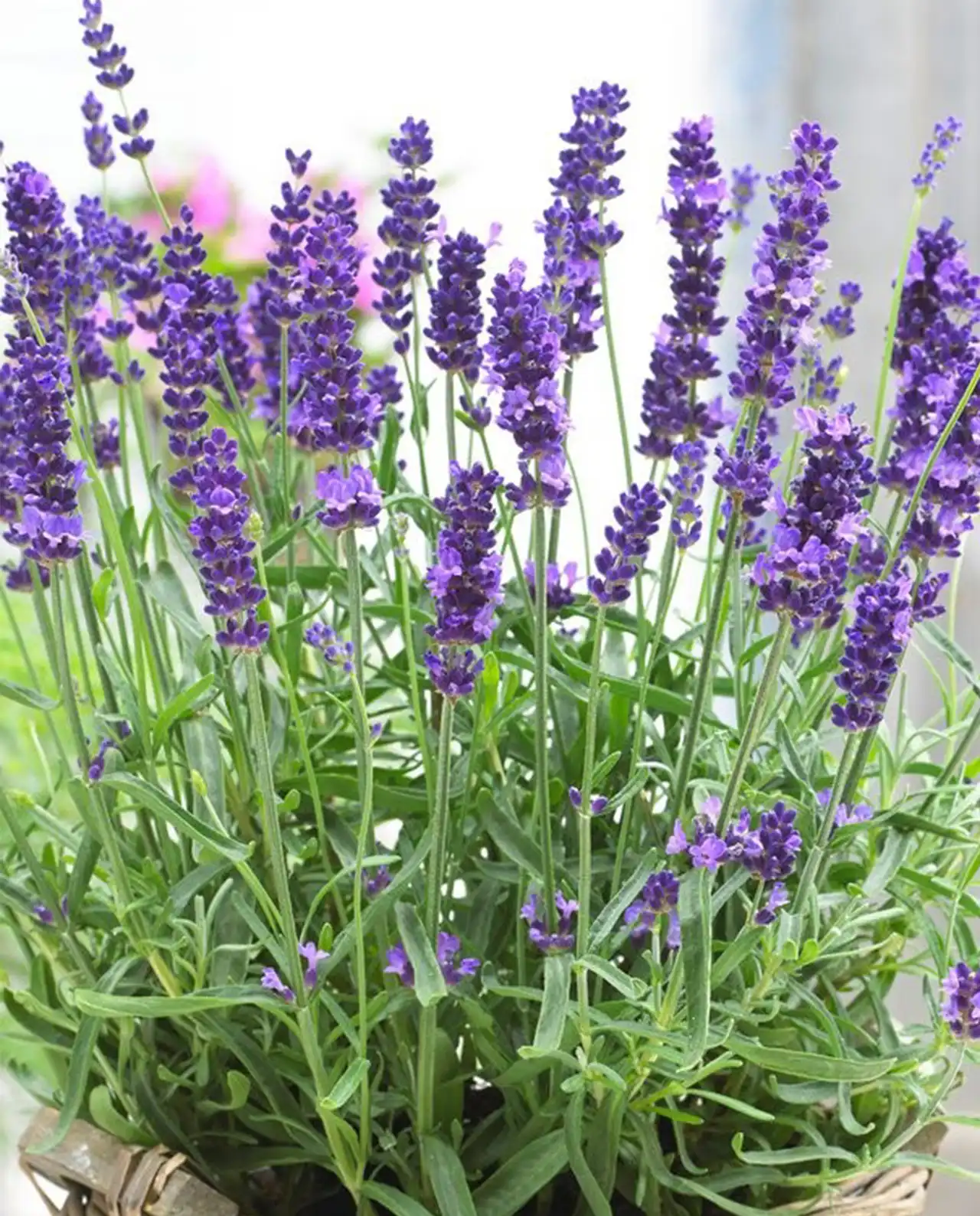 ลาเวนเดอร์ Lavender Hidcote