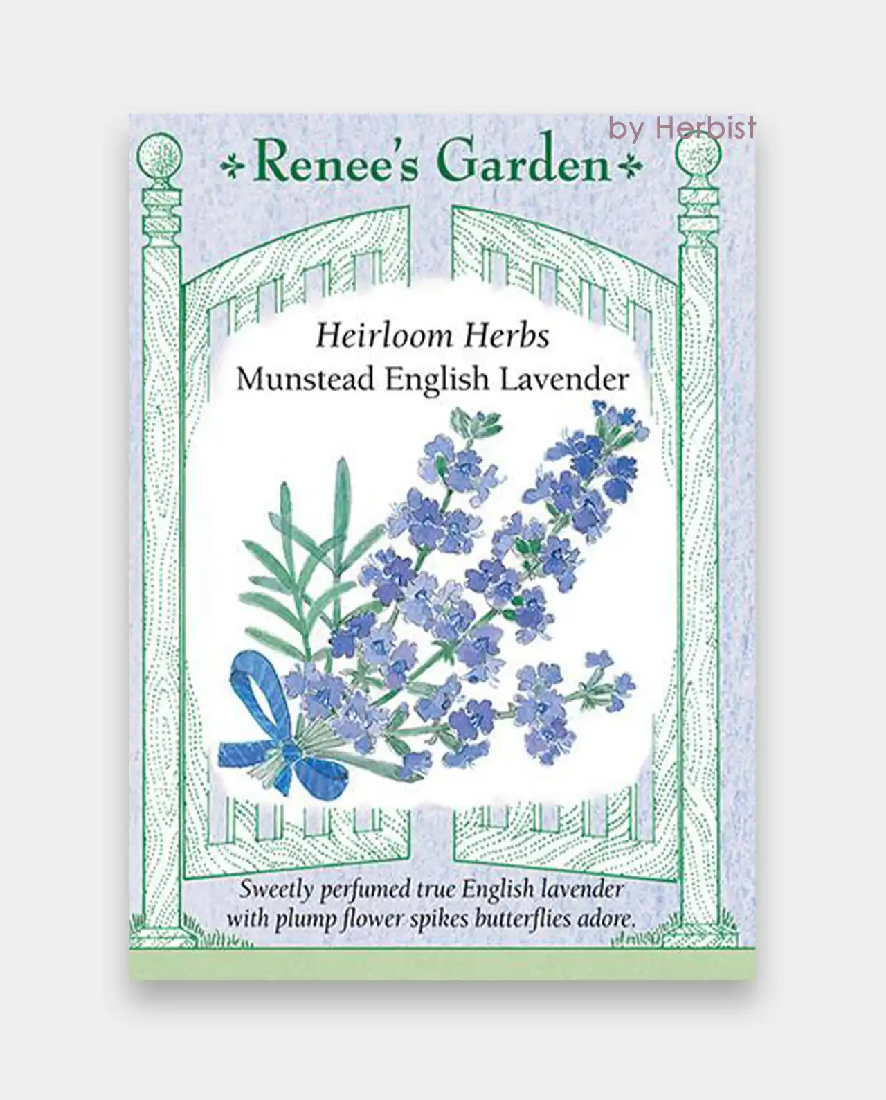 ลาเวนเดอร์ Munstead English Lavender